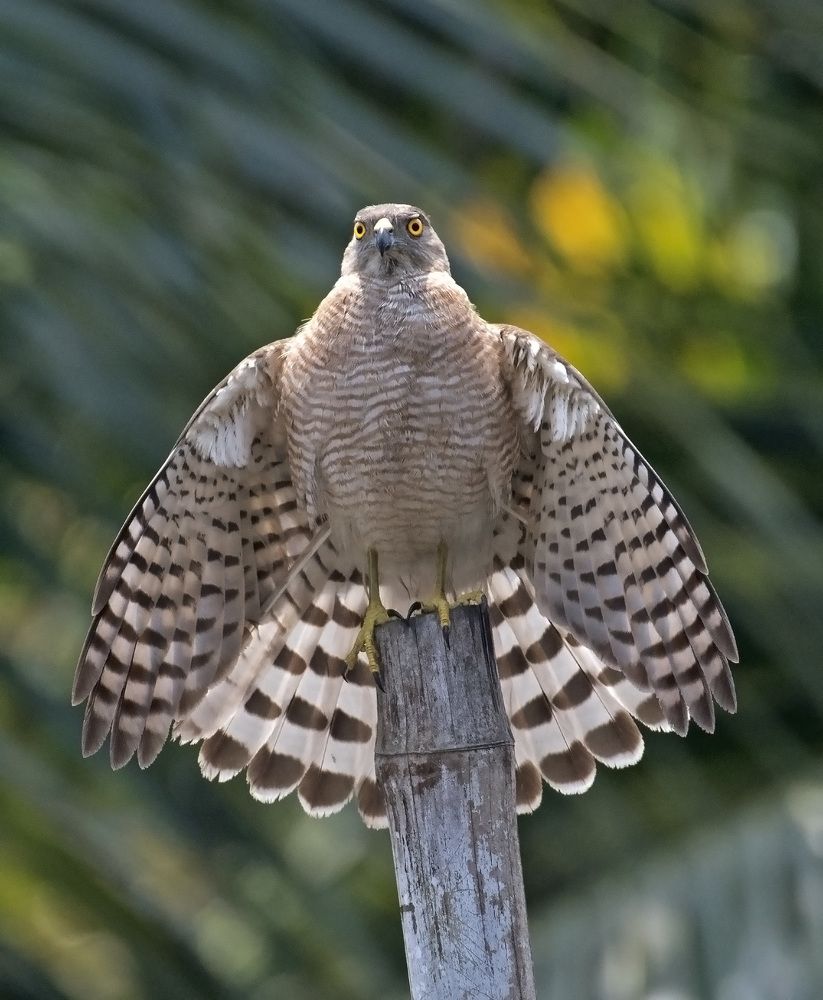 Photograph by Angshuman Mitra