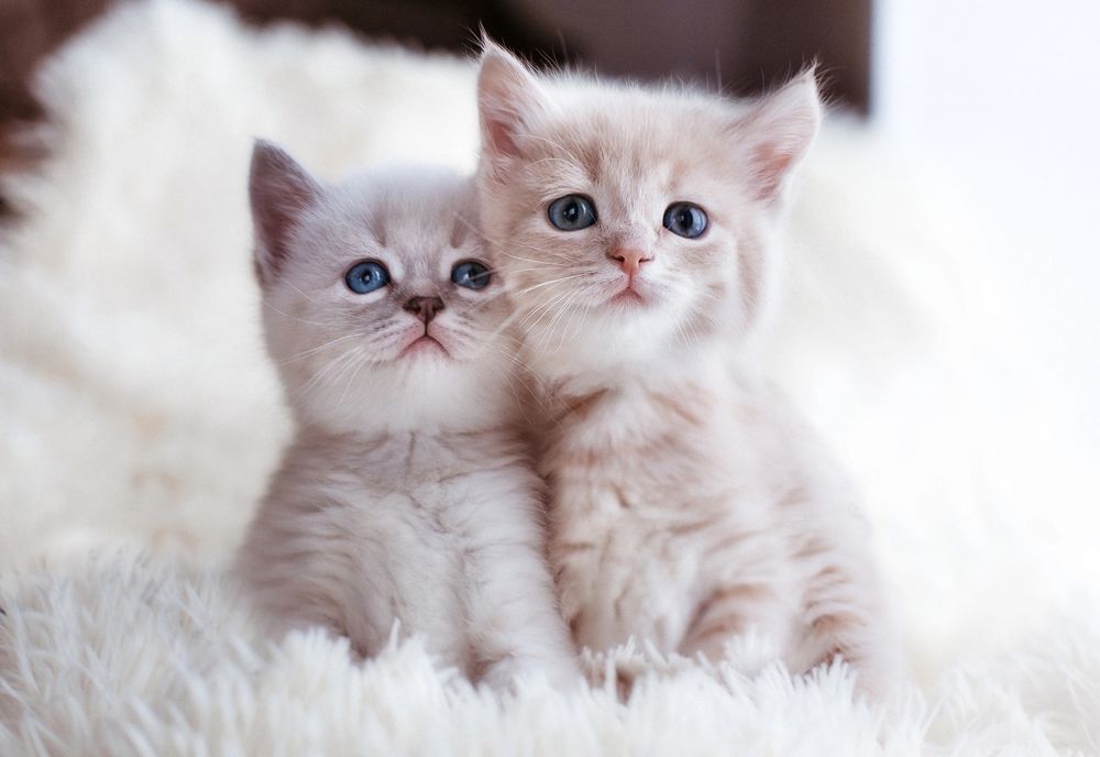 Photograph by Анастасия Голубева