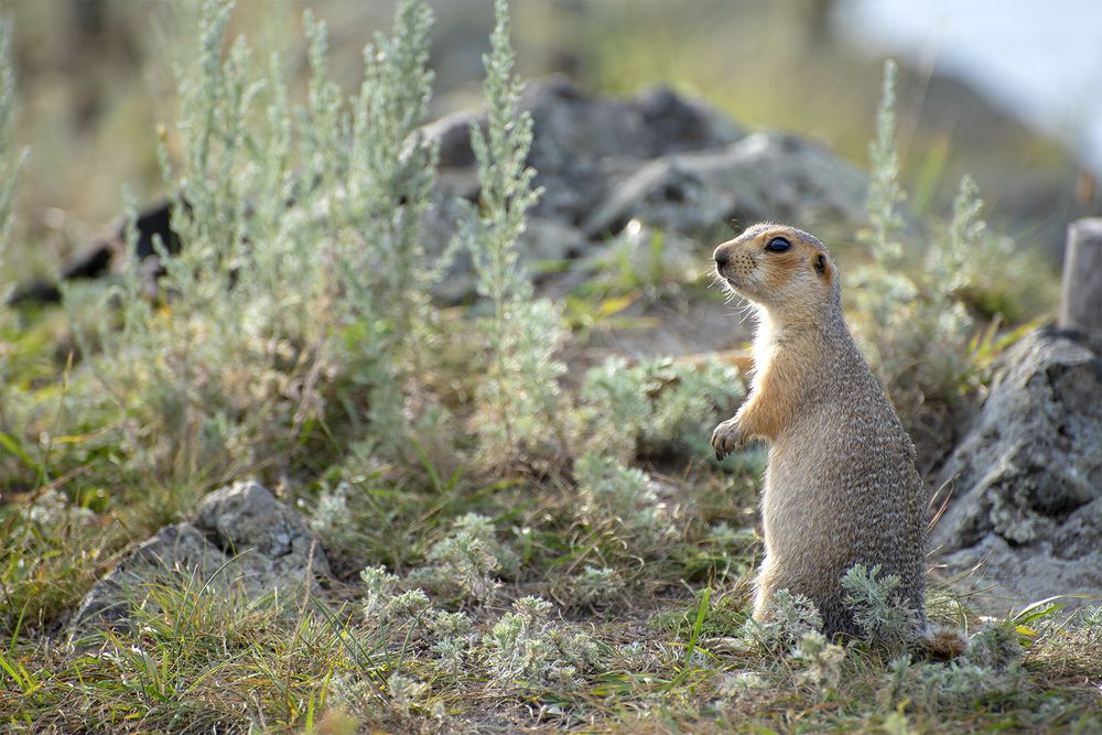 Фотомодель
