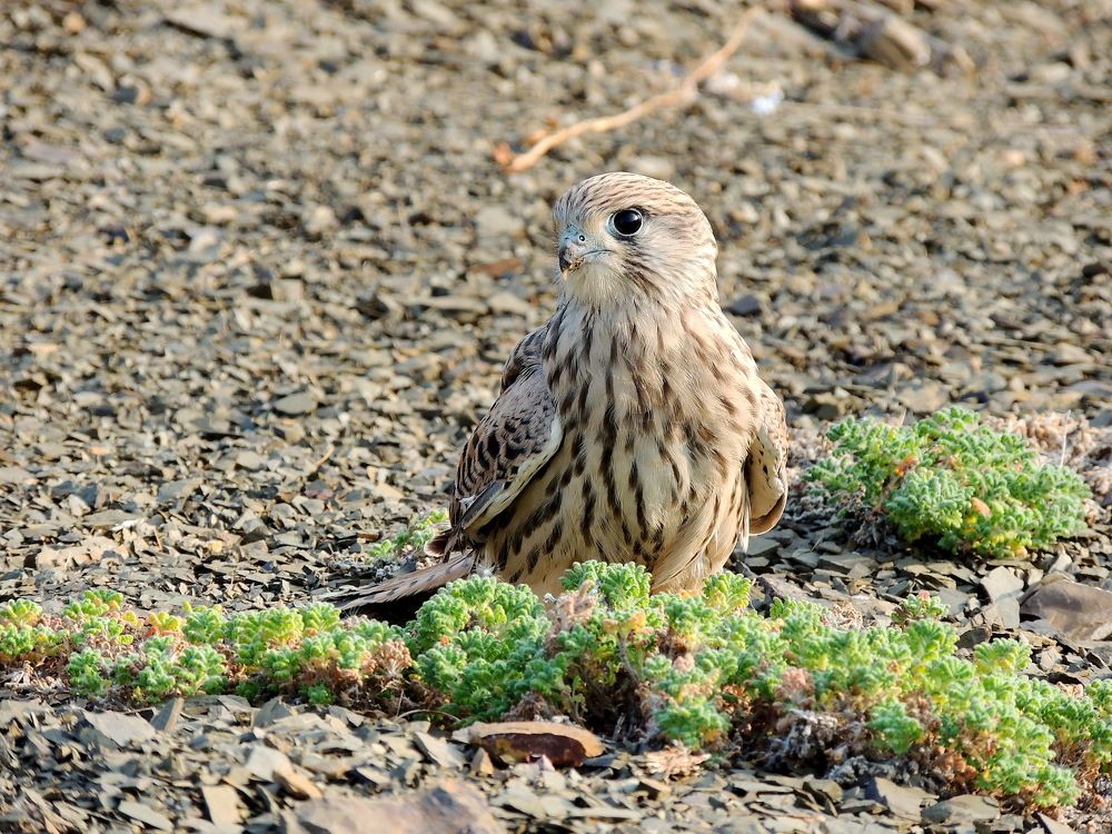 Photograph by Елена Васильева