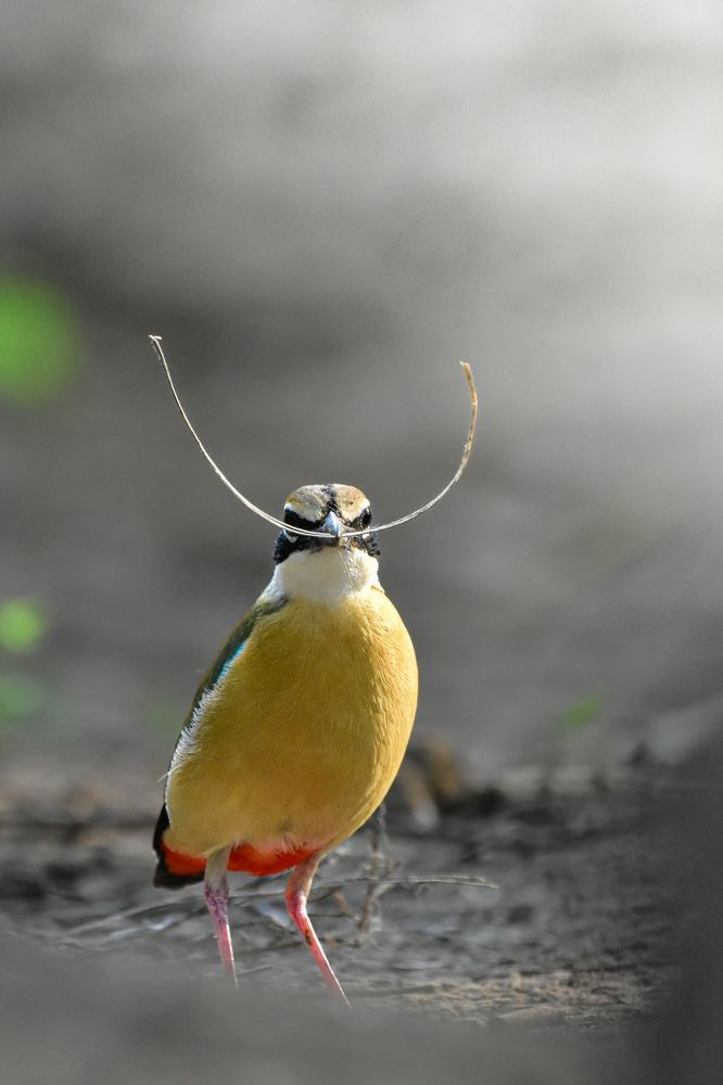 PITTA WITH A MOUSTACHE !