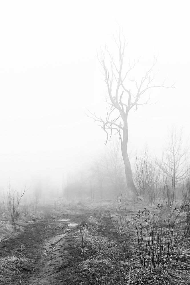 Photograph by Леликов-Кузьменко Владимир