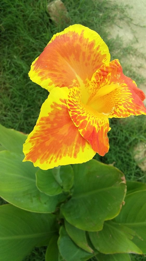 A beautiful flower
