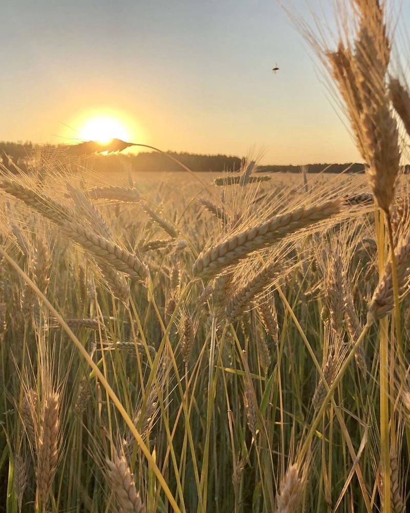 Photograph by Лариса Акинчиц