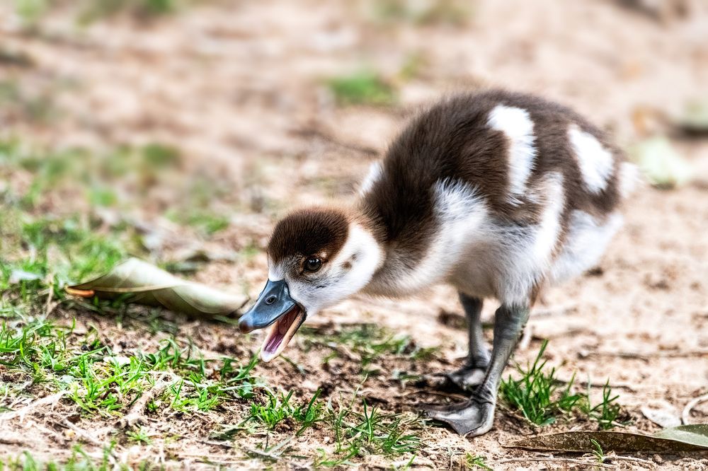 Photograph by David Lerer