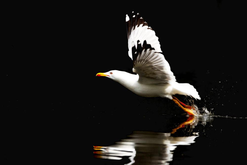 Photograph by David Lerer