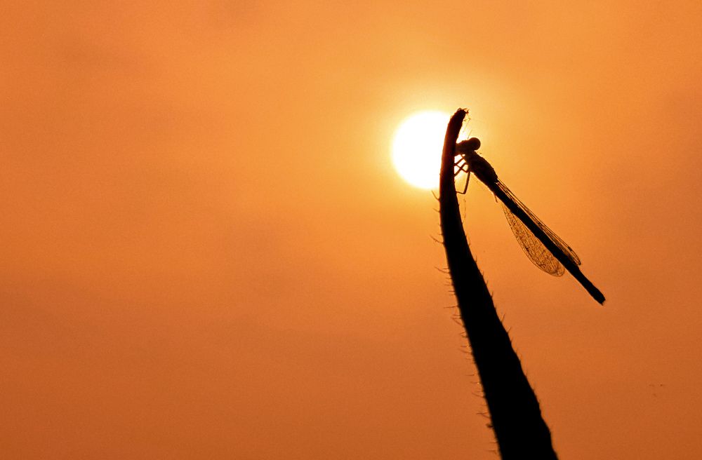 Photograph by Faiyal Ahmed