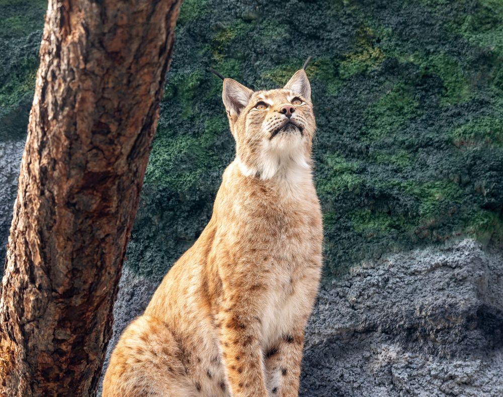 Мечтательница -:))