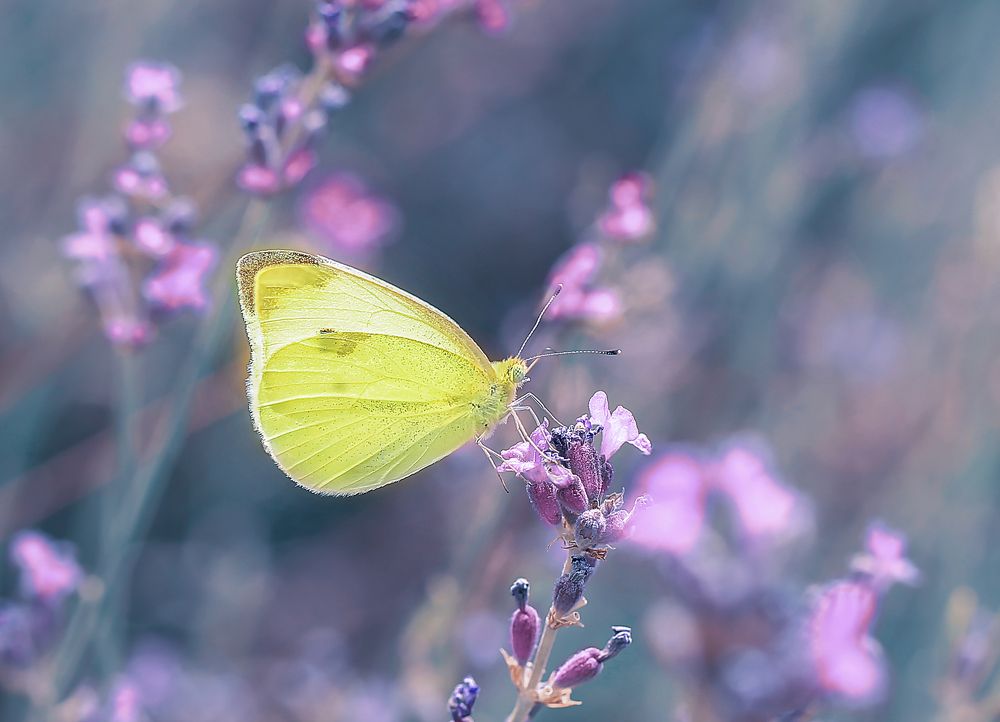 Photograph by Алена Полетаева
