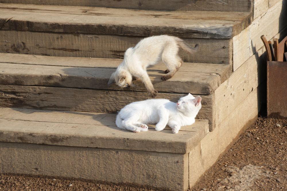 Фотография автора Рамиль Фаттахов