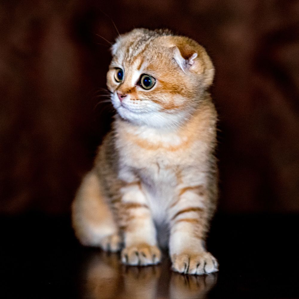 Photograph by Екатерина Дубровская