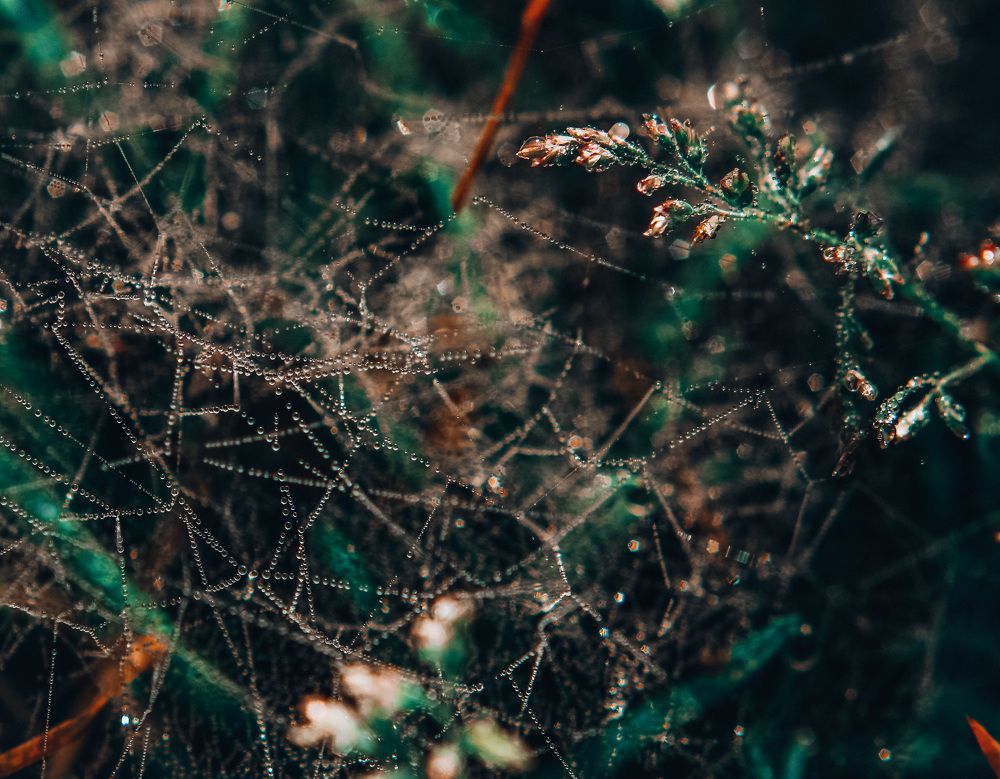 Photograph by Светлана Гринкевич