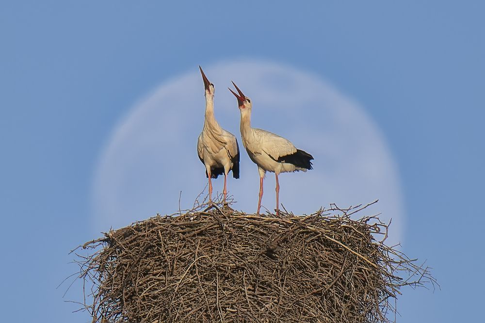 Storks and the full moon.