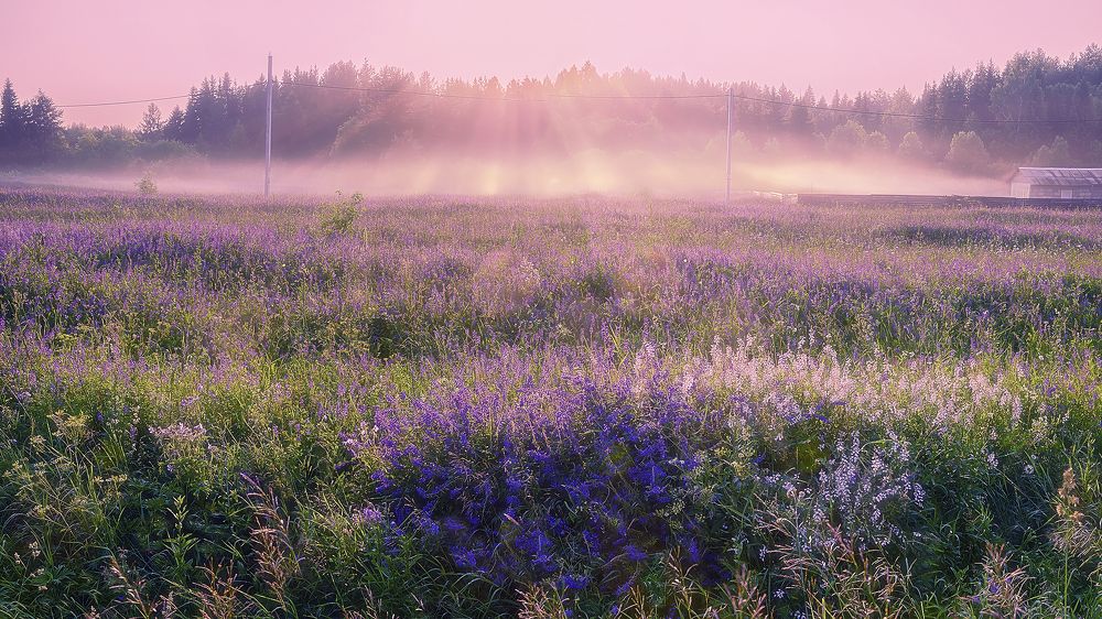 Луговые цветы.