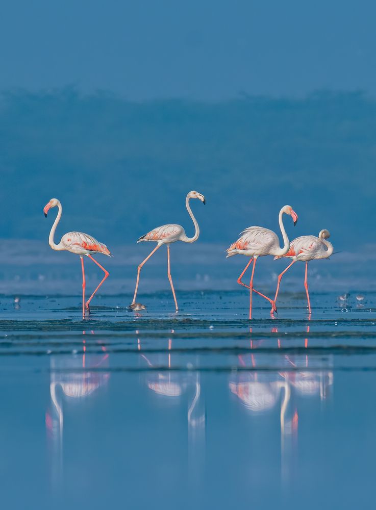 Flamboyance and Reflection