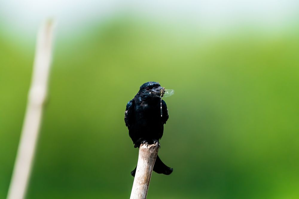 Фотография автора Sandip Mondal