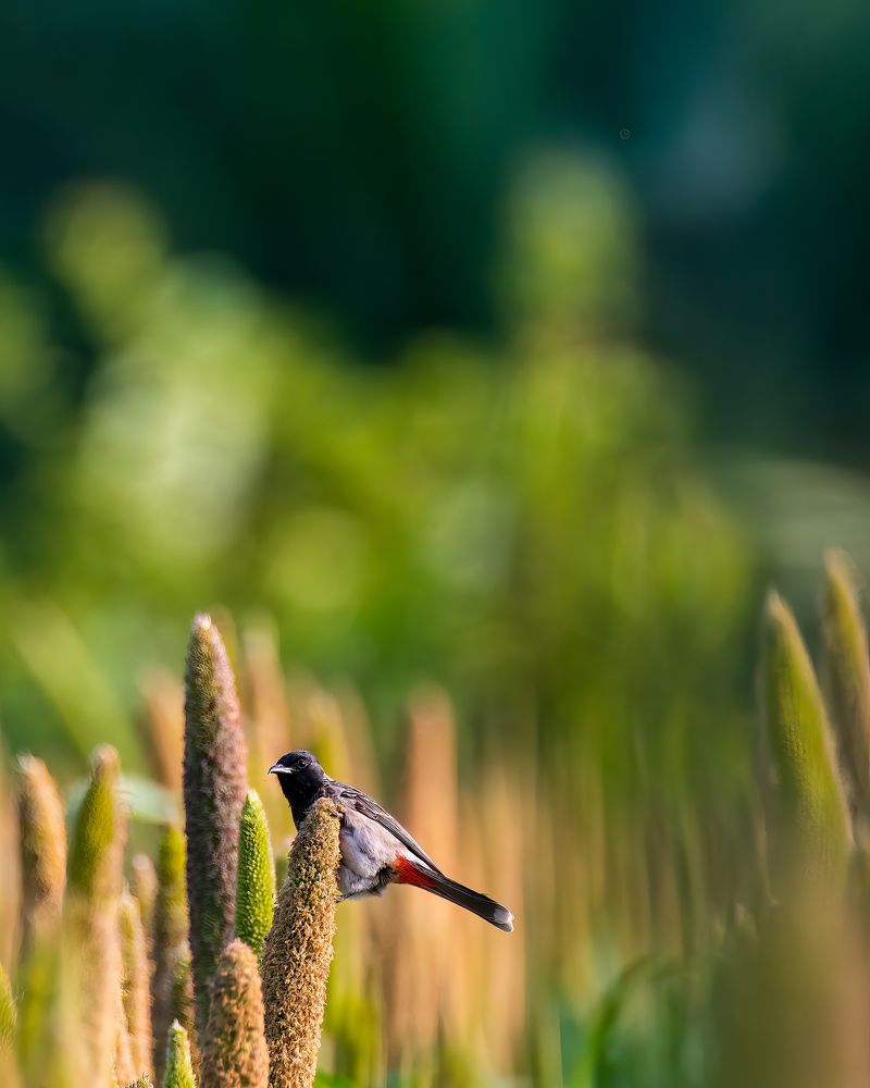 Фотография автора Sandip Mondal