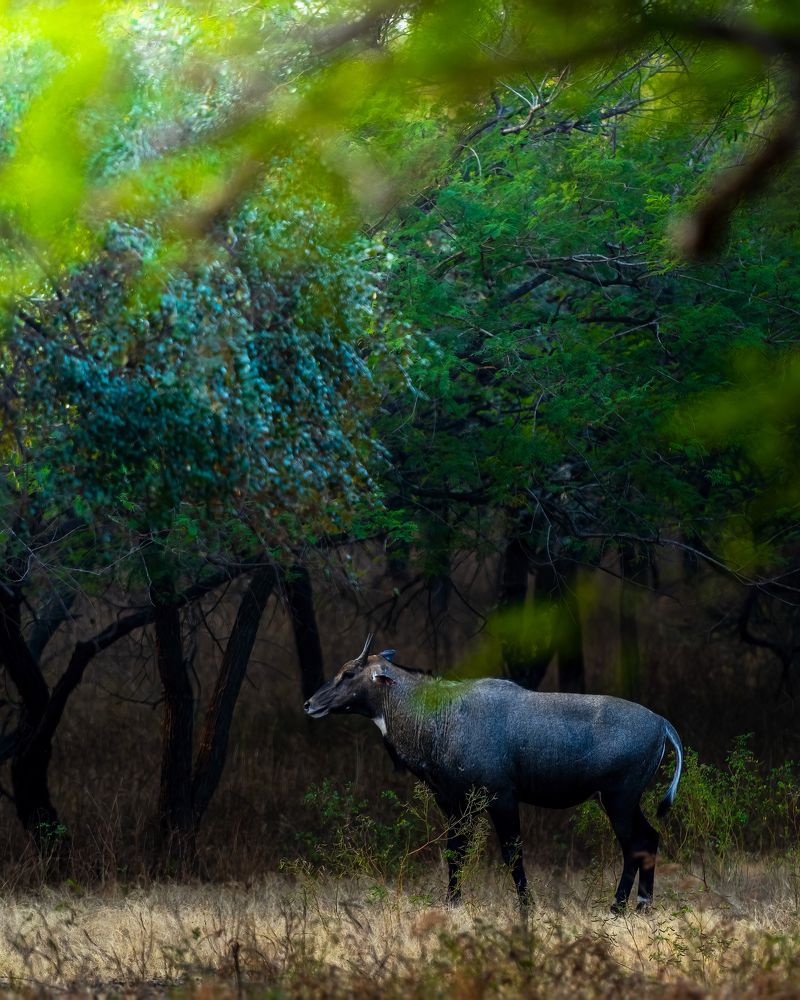 Фотография автора Sandip Mondal