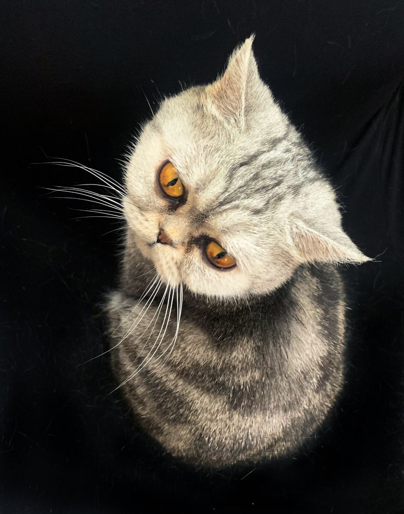 кошка-матрешка