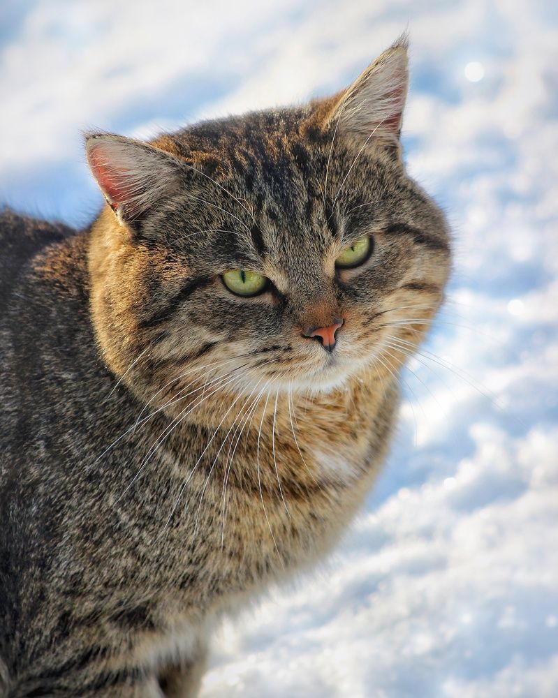 Фотография автора Тамара Караваева