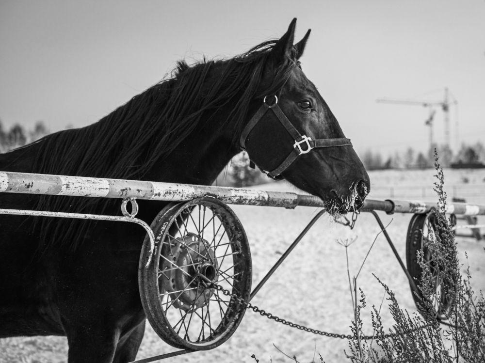 Photograph by Ольга Тюрина