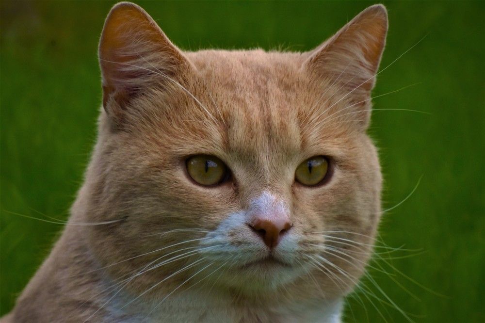 Фотография автора Tkachev Aleksey