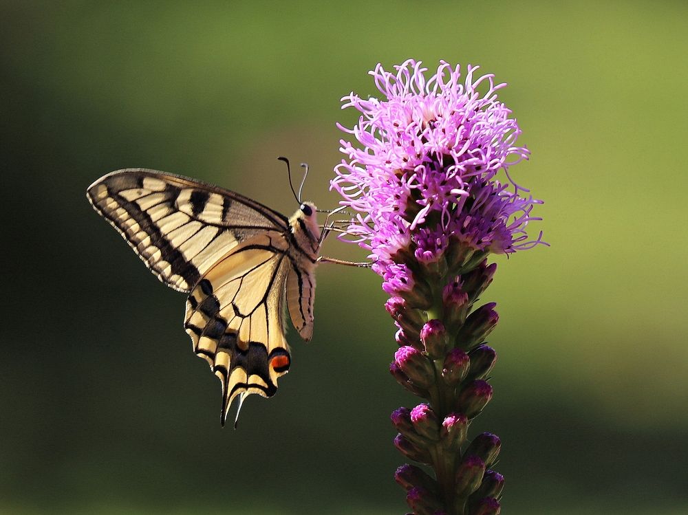 Махаон на цветке лиатриса