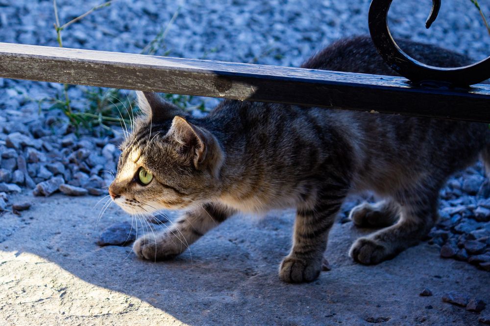 Фотография автора Таисия