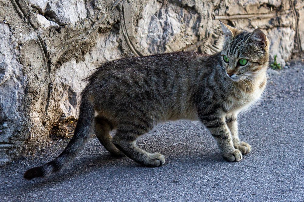 Фотография автора Таисия