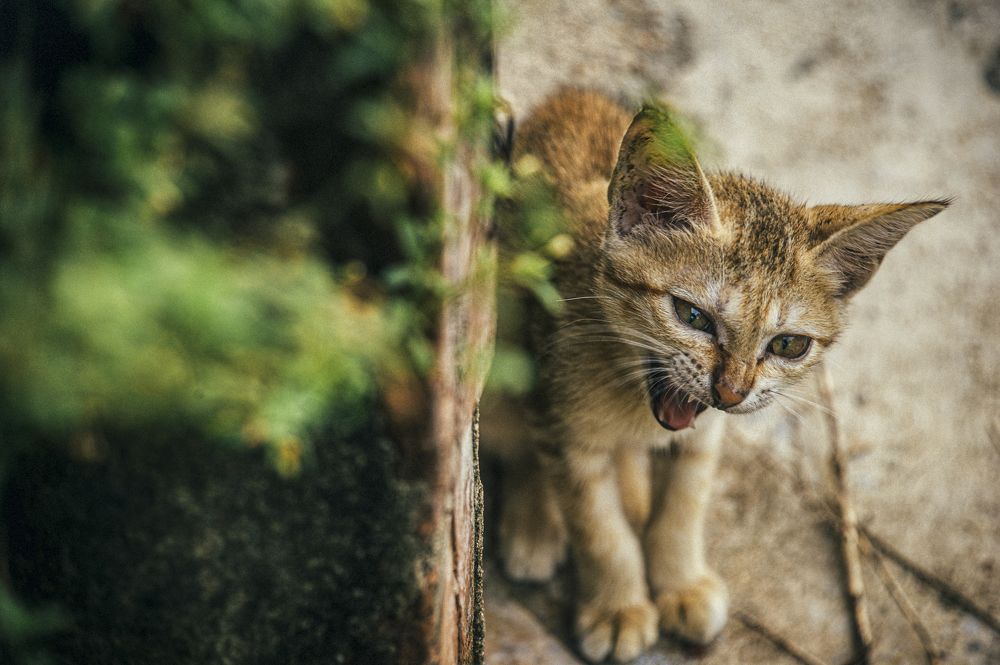 Photograph by Tran Khoa