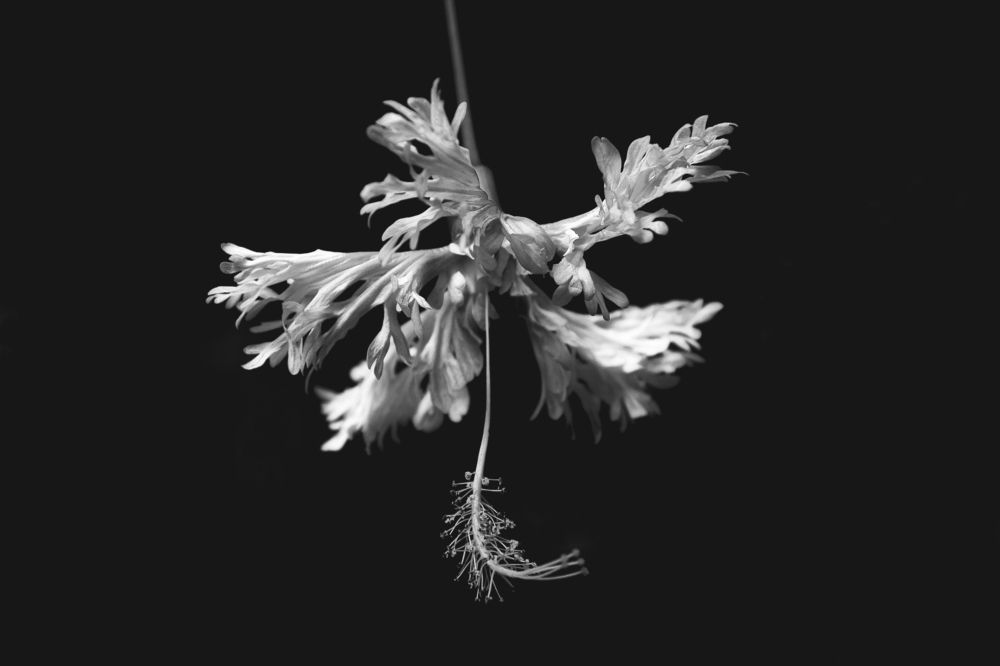 Photograph by Alice White