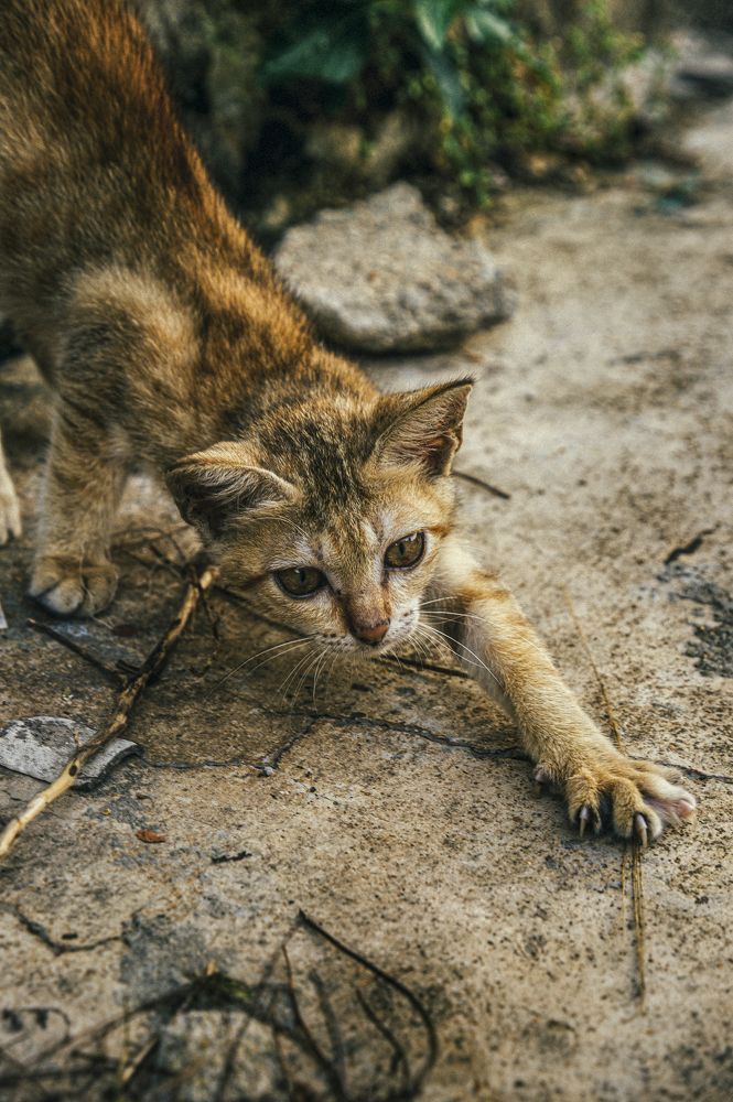 Photograph by Tran Khoa