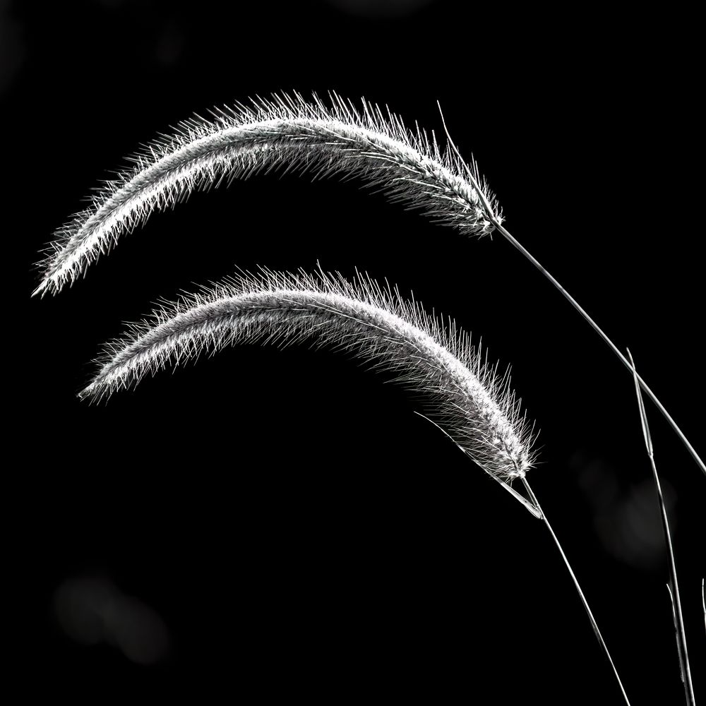 Photograph by HR Tso