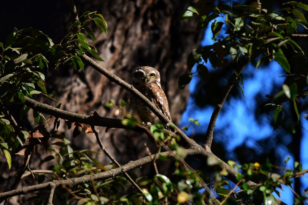 Spotted owlet