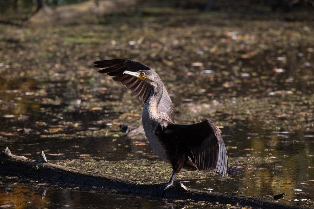Photograph by Даря Ивушкина
