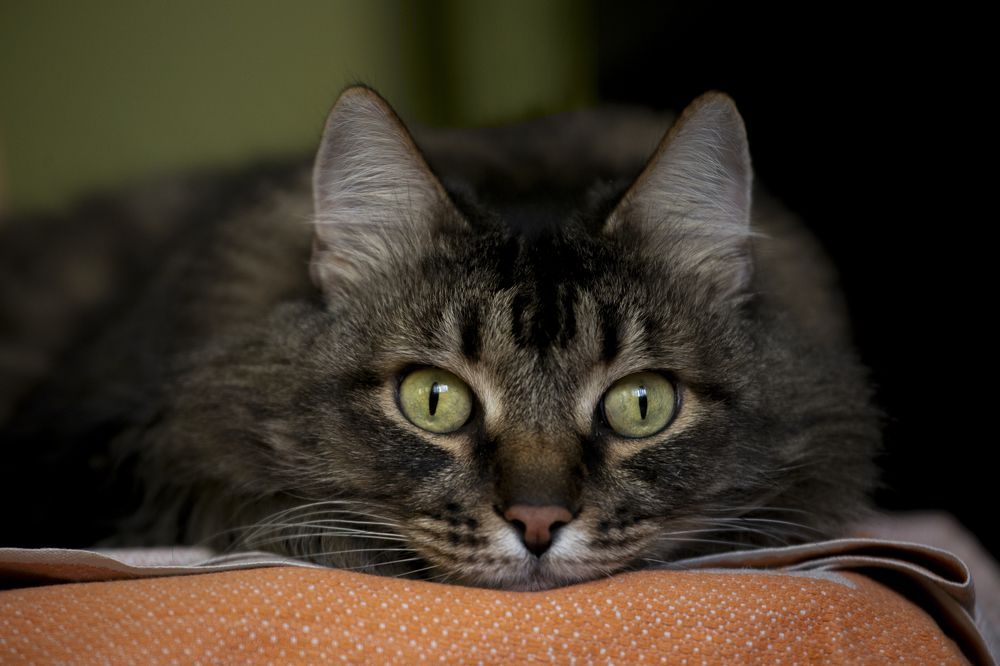 Photograph by Толмачёва Ирина