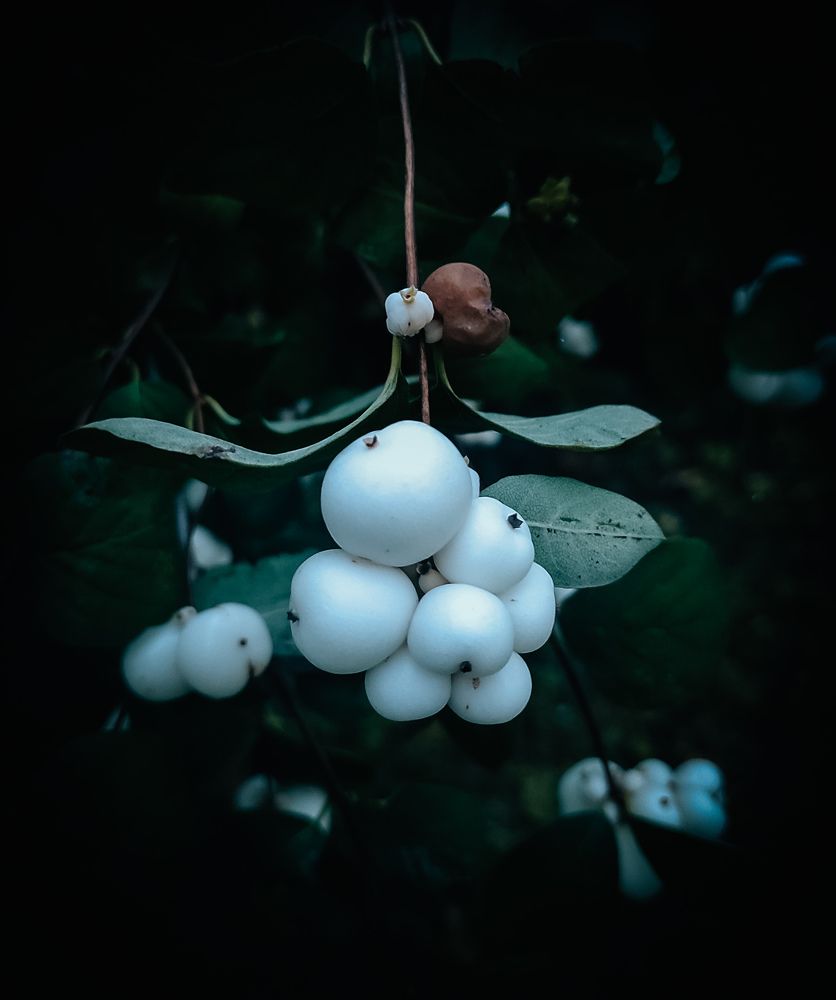 White miracle