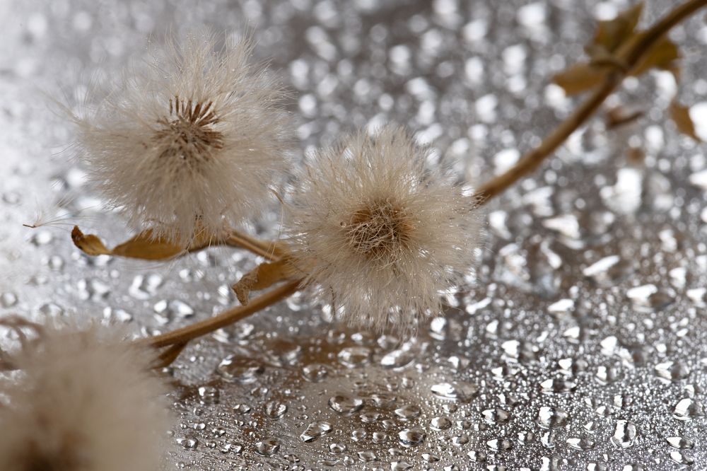 Последний дождь