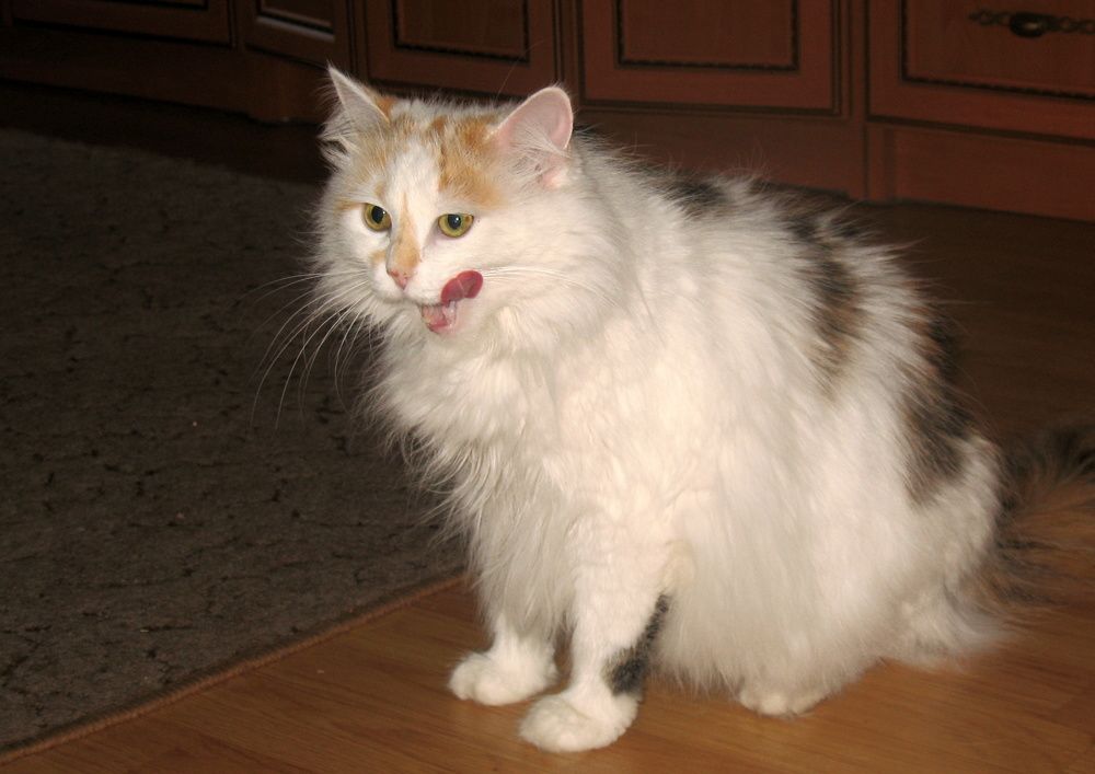 Фотография автора Нина Калинина