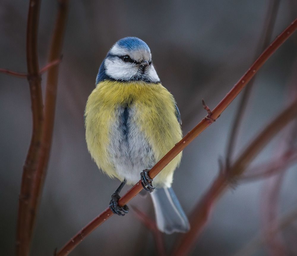 Photograph by Татьяна Кормашова