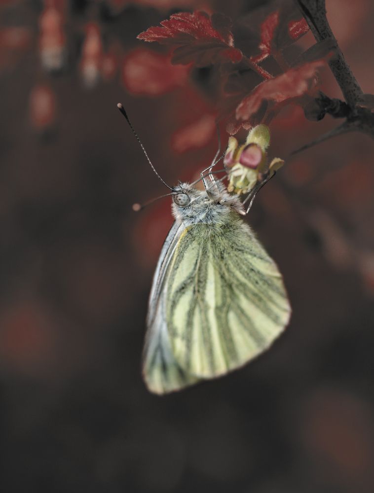 Photograph by Татьяна Винничук