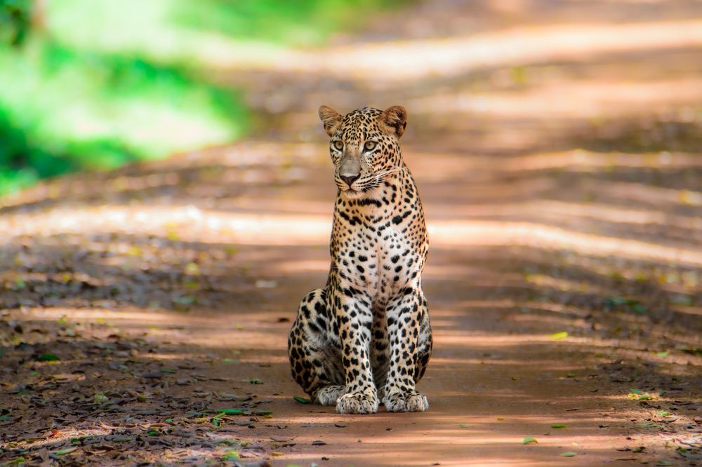 Photograph by Kanujan Singarajah