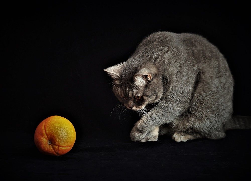 Любопытство