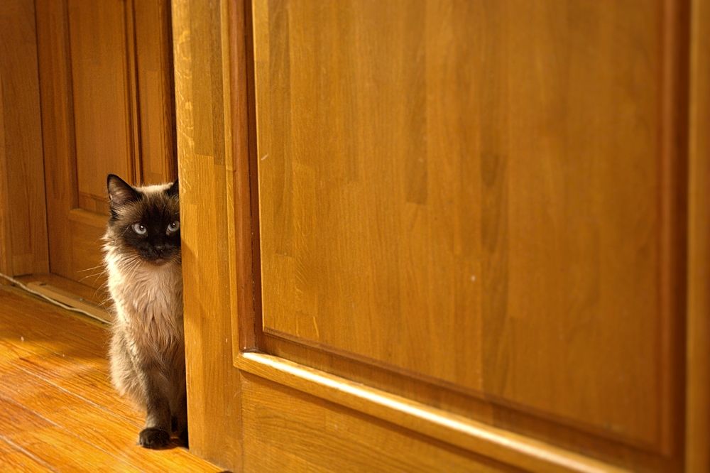 Котенок по имени Гав.