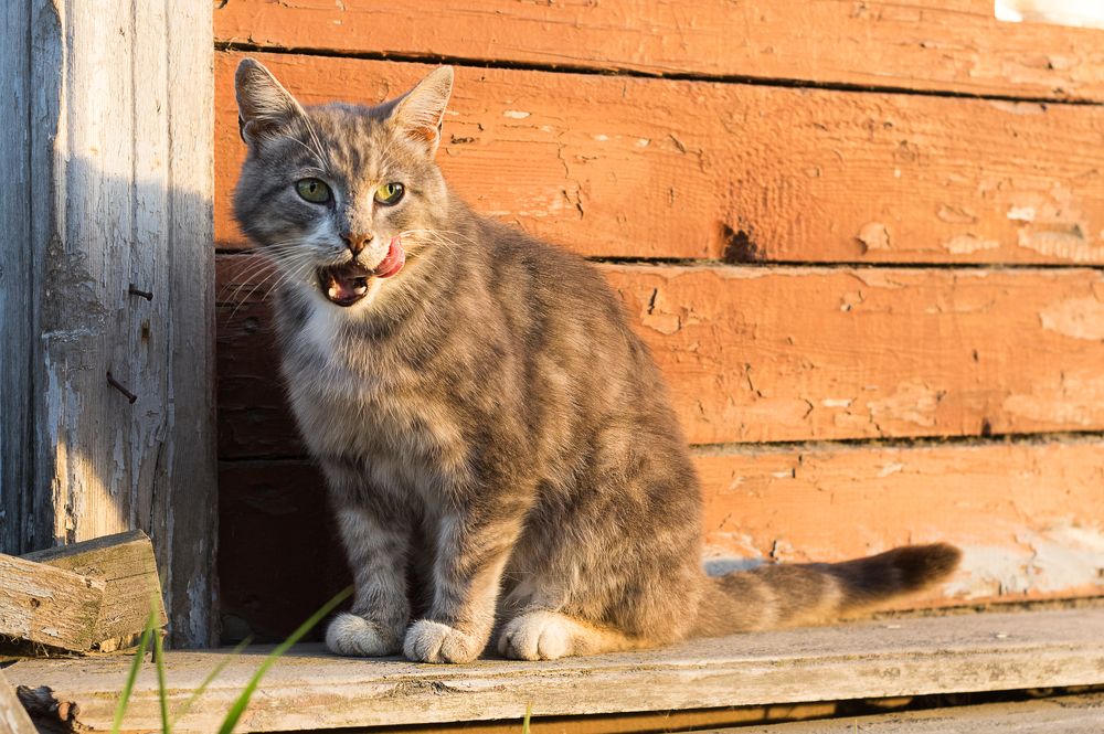 Соловецкий котейка