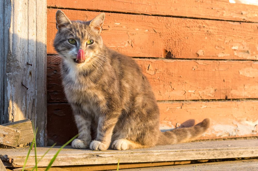 Соловецкий котейка