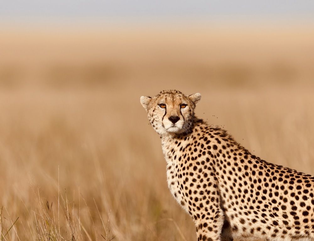 Photograph by Silvia Ribeiro