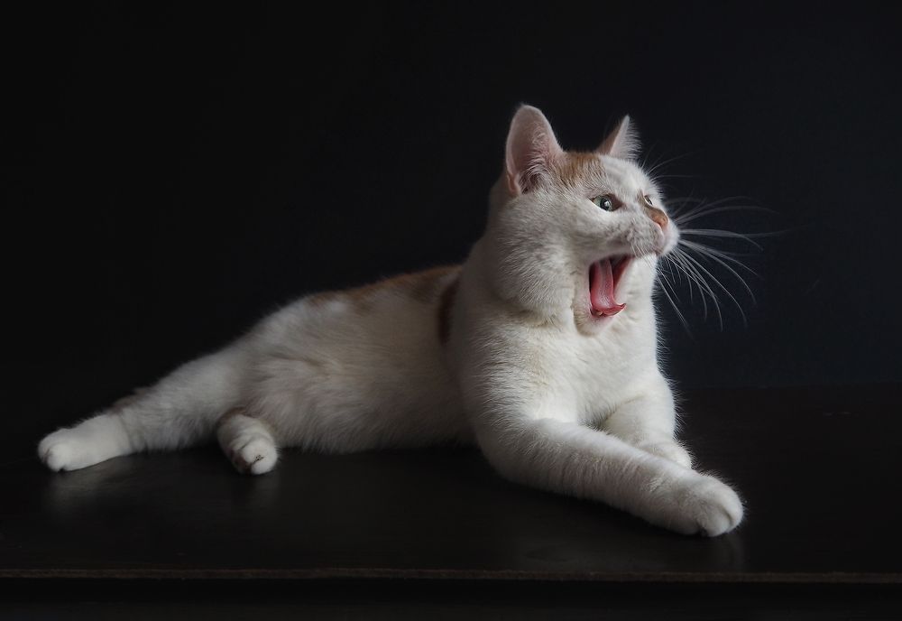 Photograph by Ionika Mink