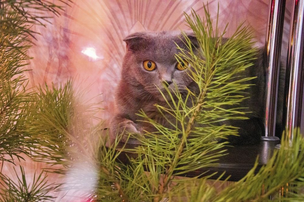 Фотография автора Олег