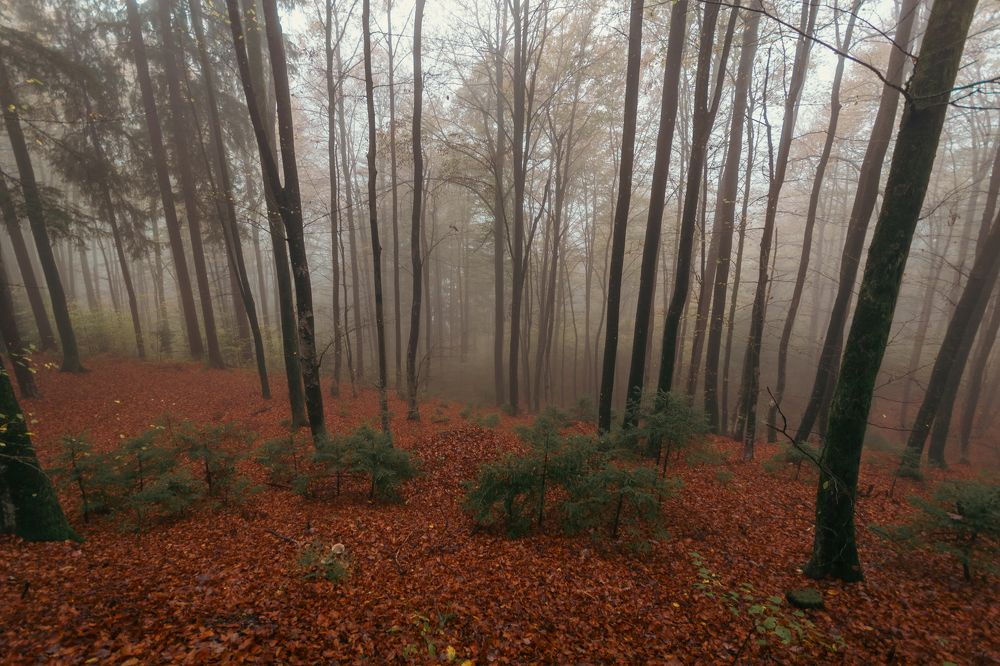 Photograph by Fahrudin Seferagić